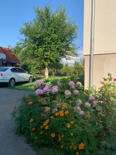 Catrnja Apartment | Apartman MAURO