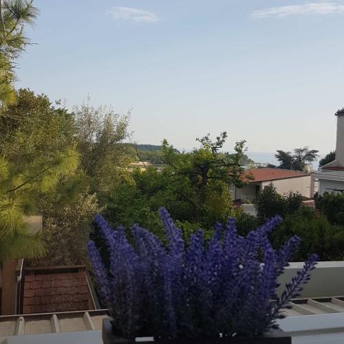 Mareda Apartment | Apartment Rose Mareda