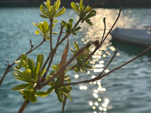 Sobra Apartment | Echoes of Mljet - Odjeci Mljeta