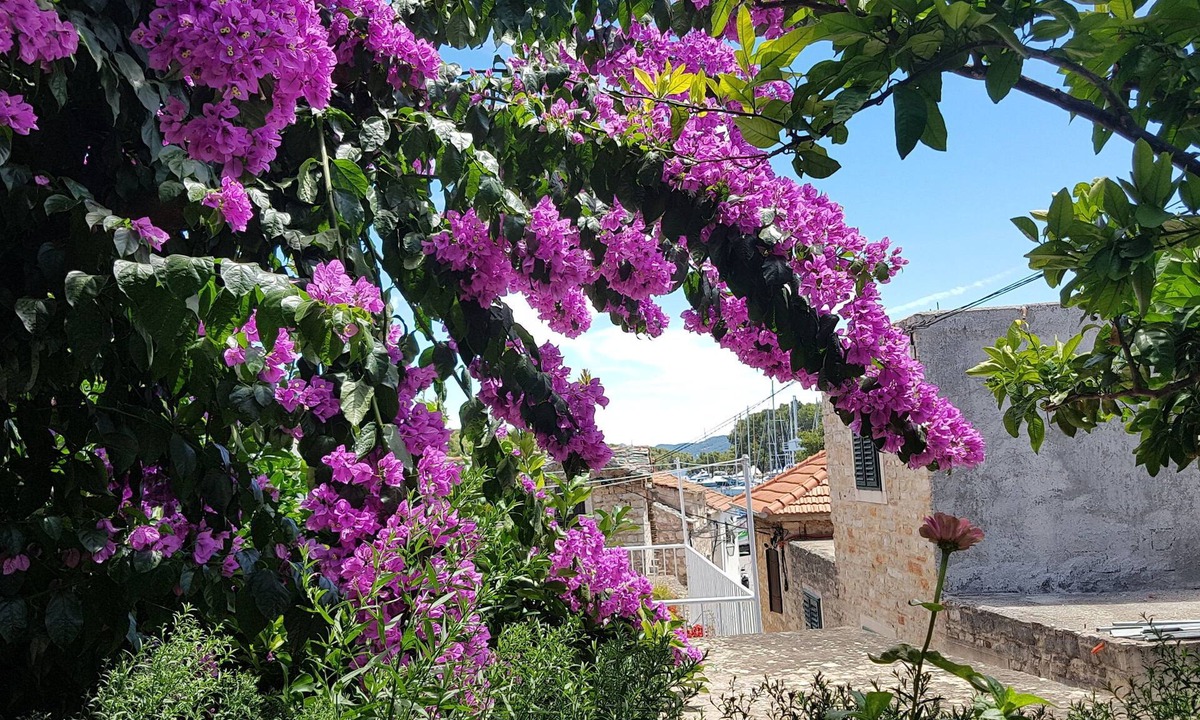 Vrboska Apartment | Rooms Roza