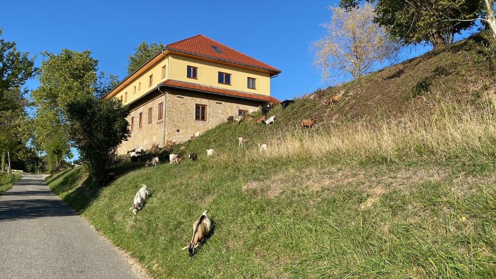 Videm House | Villa Kasimir mit Ziegenfarm - Romantik und Wandern in den Weinbergen