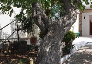 Apartment Kali 8269b