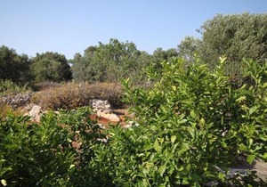 Apartments with parking space Bozava, Dugi otok - 8124