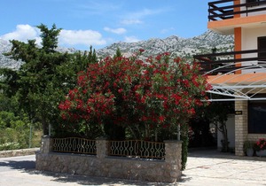 One bedroom apartment near beach Starigrad, Paklenica (A-6591-c)