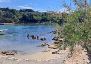 Secluded fisherman's cottage Krknata, Dugi otok - 397