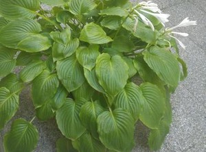Garden | Zagreb