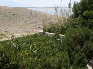 Terrace Pag | Smokvica