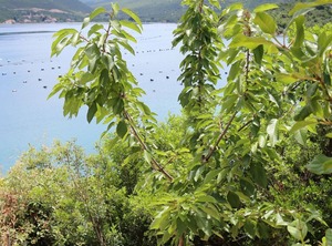 Beach Kabli Pelješac | Putnikovic