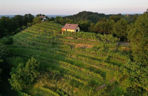Videm Apartment | Adorable guesthouse in the middle of vineyards