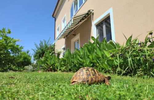 Murine House | BOŽICA House with apartments