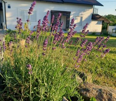 Lasinja House | Guest House Doležal