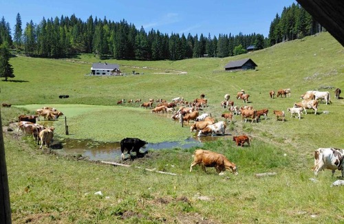 Gorje Apartment | Koča na Kranjski dolini Krnica 93 a,Pokljuka