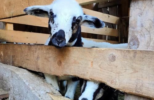 Bovec House | Organic Tourist Farm Pri Plajerju