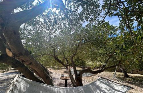 Dol Villa | Villa Olive