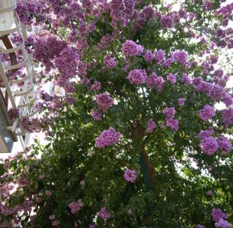 Novigrad Apartment | Villa Vienna