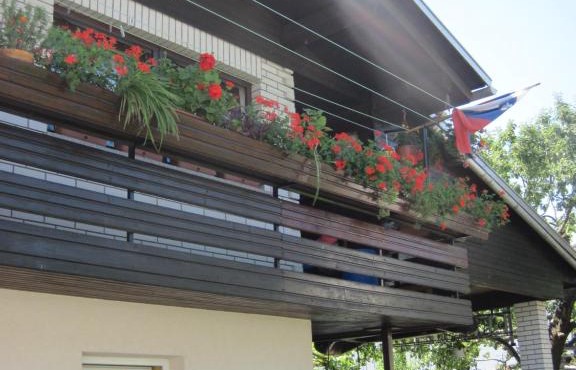 edelweiss in Radovljica