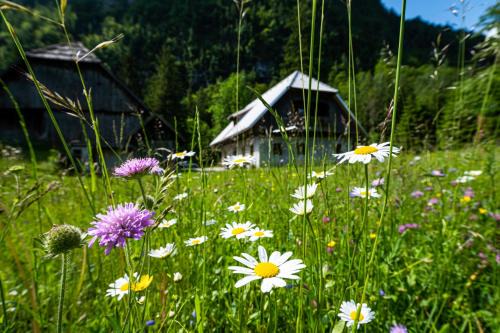 Guhar Homestead - Triglav Valley Retreat in Studor