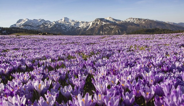 Koča Zlatorog - Velika planina in Kamnik