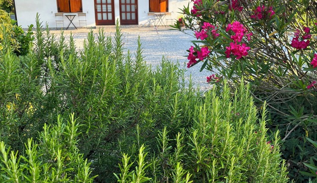 Sweet apartment studio Olive with lush green surroundings in Nova Gorica