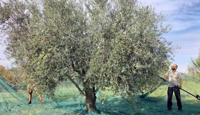 Two Bedroom Apartment Olive Oil Homestead Milok in Secovlje