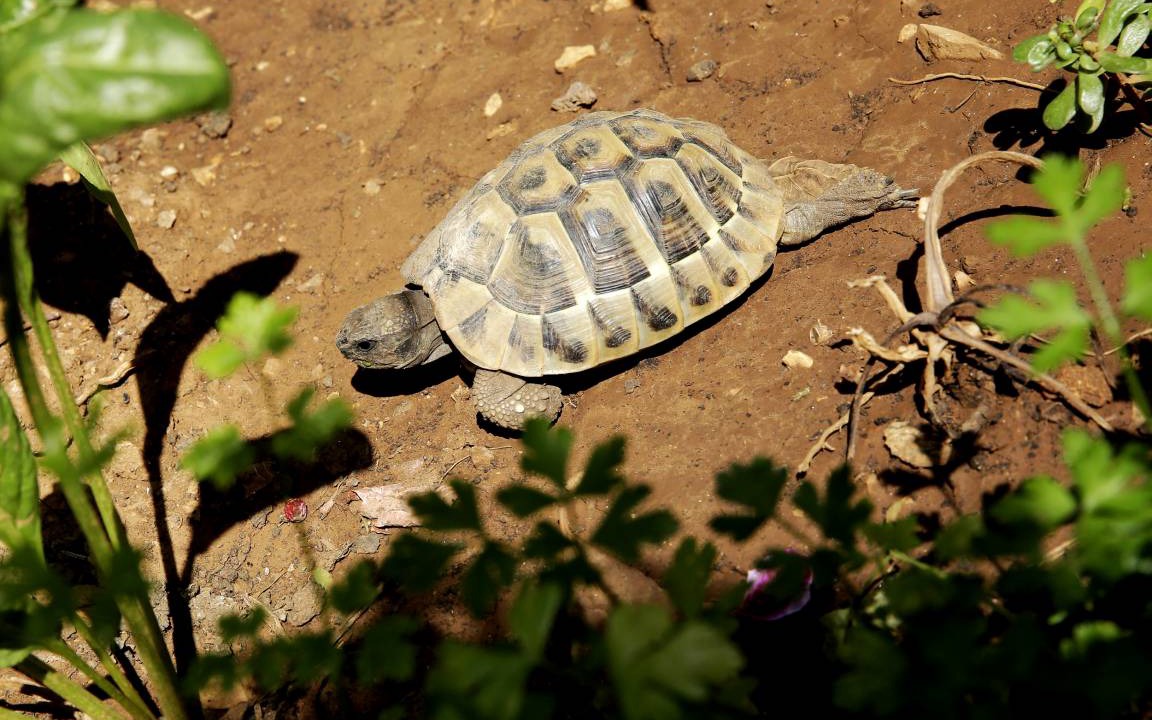Photo of Others in Cove Murtar