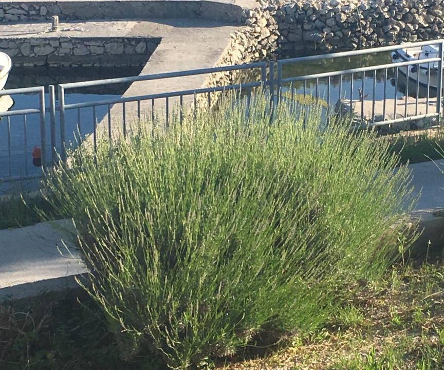 Photo of Others in Jakisnica