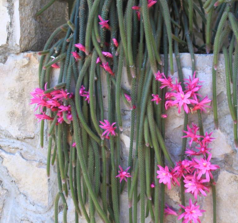 Photo of Others in Bogomolje