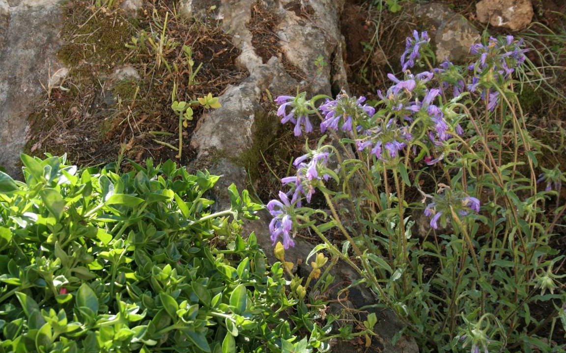 Photo of Others in Trpanj