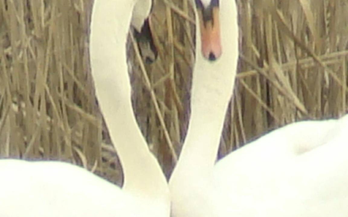 Photo of Others in Sisak-Moslavina
