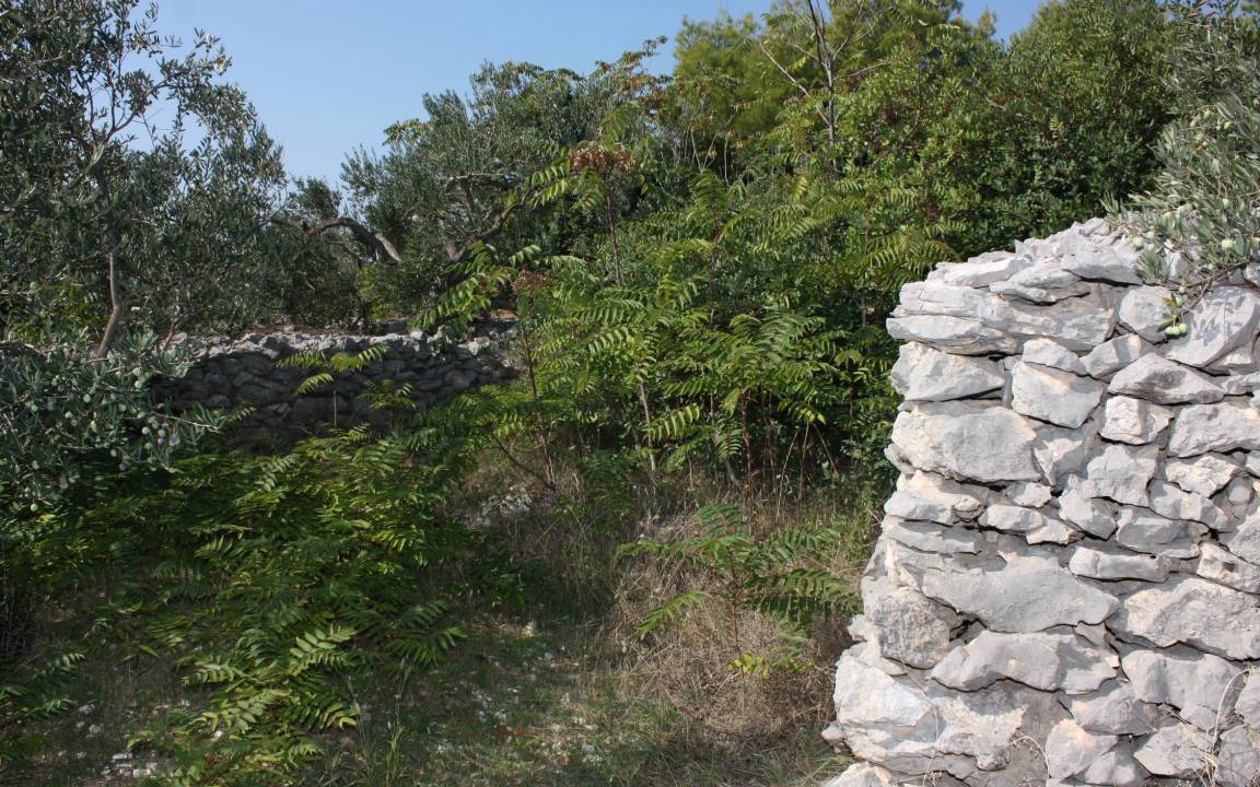 Photo of Others in Maslinica