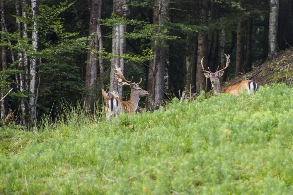 Photo of Outdoor in Paka