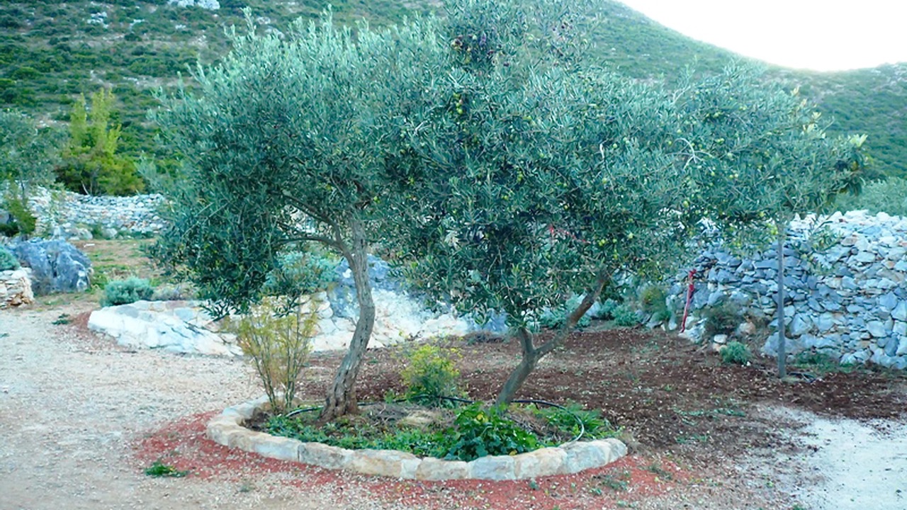 Photo of Outdoor in Trpanj