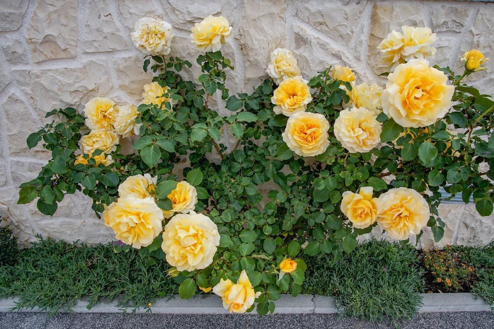 Photo of Outdoor in Vrsi