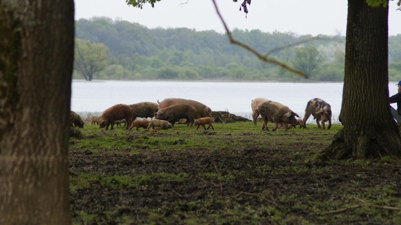 Photo of Outdoor in Sisak