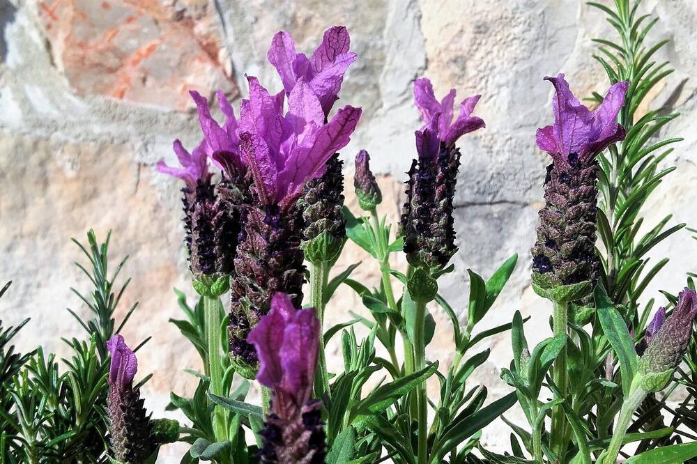 Photo of Outdoor in Stari Grad