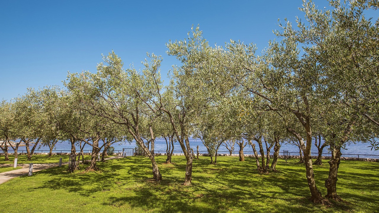 Photo of Outdoor in Zidarici