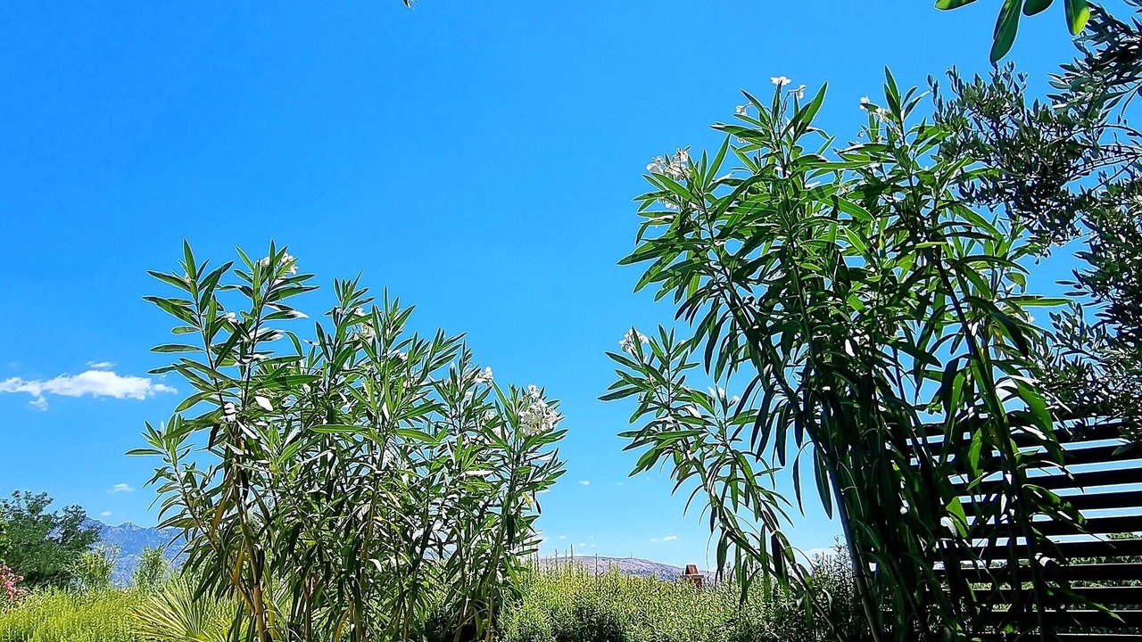 Photo of Outdoor in Bosana