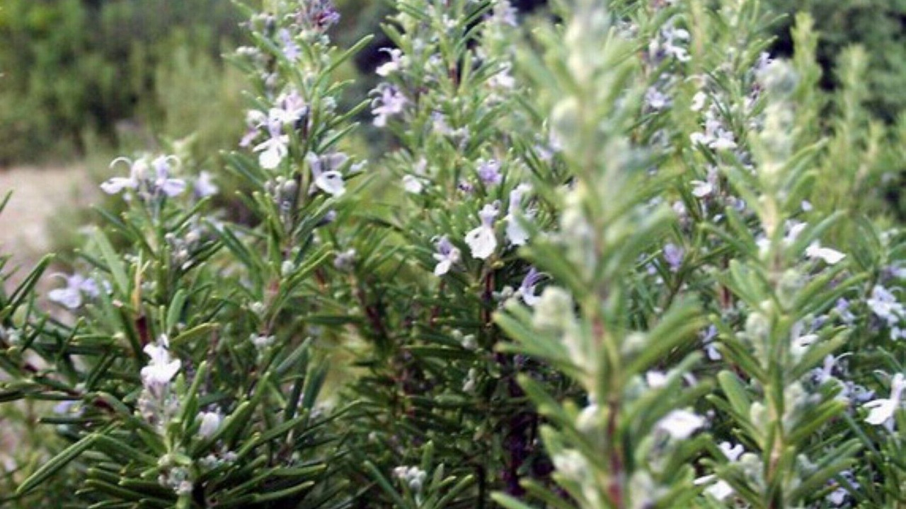 Photo of Outdoor in Cove Basina (Jelsa)