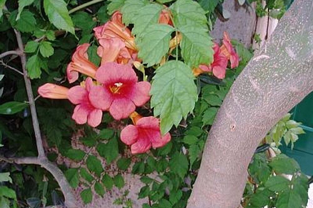Photo of Outdoor in Cove Basina (Jelsa)