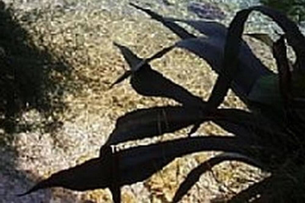 Photo of Others in Cove Basina (Jelsa)