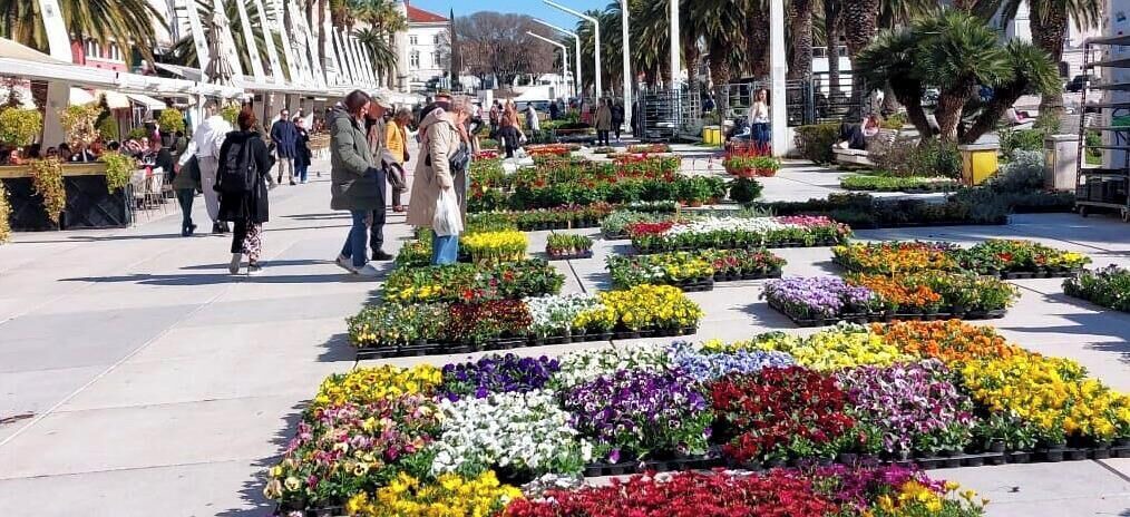 Photo of Others in Split
