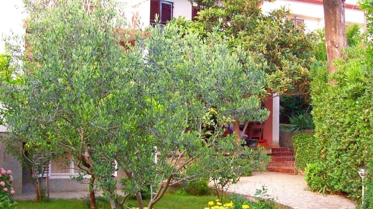 Photo of Outdoor in Banjol