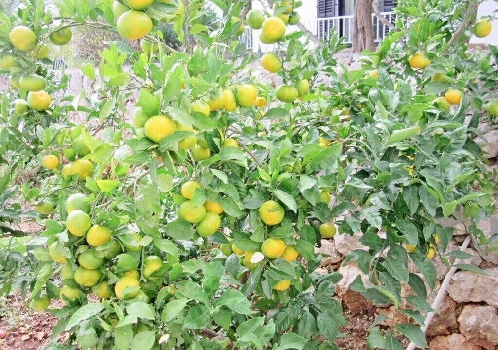 Photo of Outdoor in Stari Grad