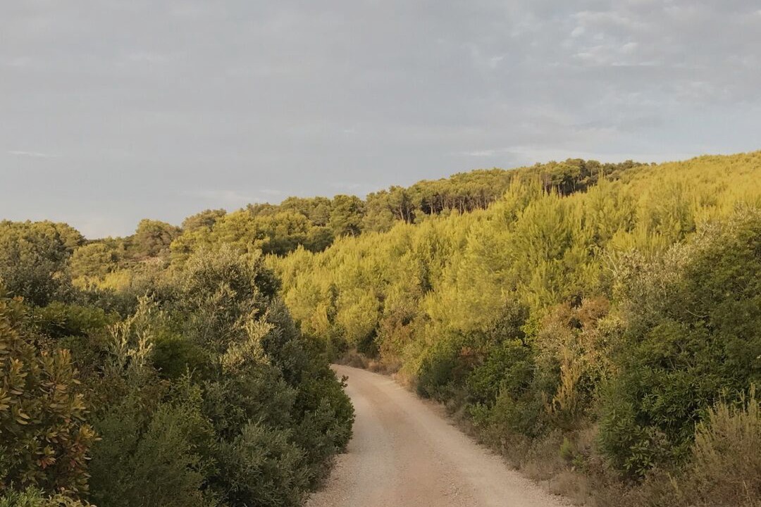 Photo of Others in Maslinica