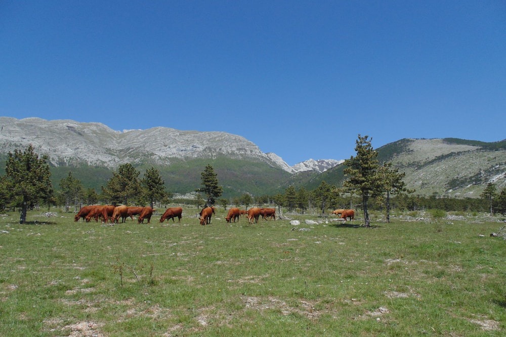 Photo of Others in Starigrad