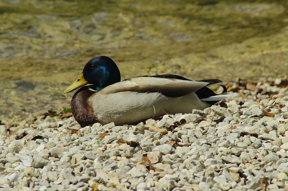 Photo of Others in Bohinjska Bistrica