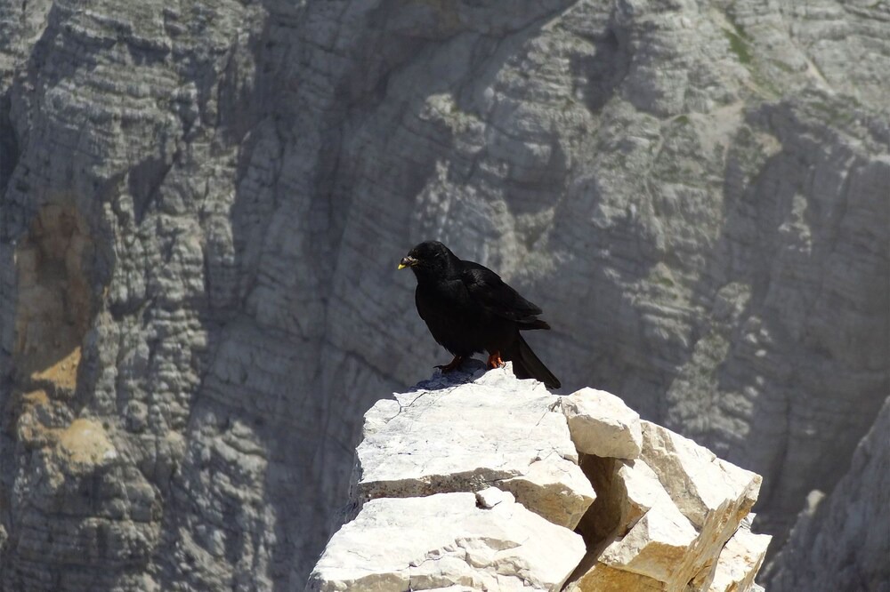 Photo of Others in Bohinjska Bistrica