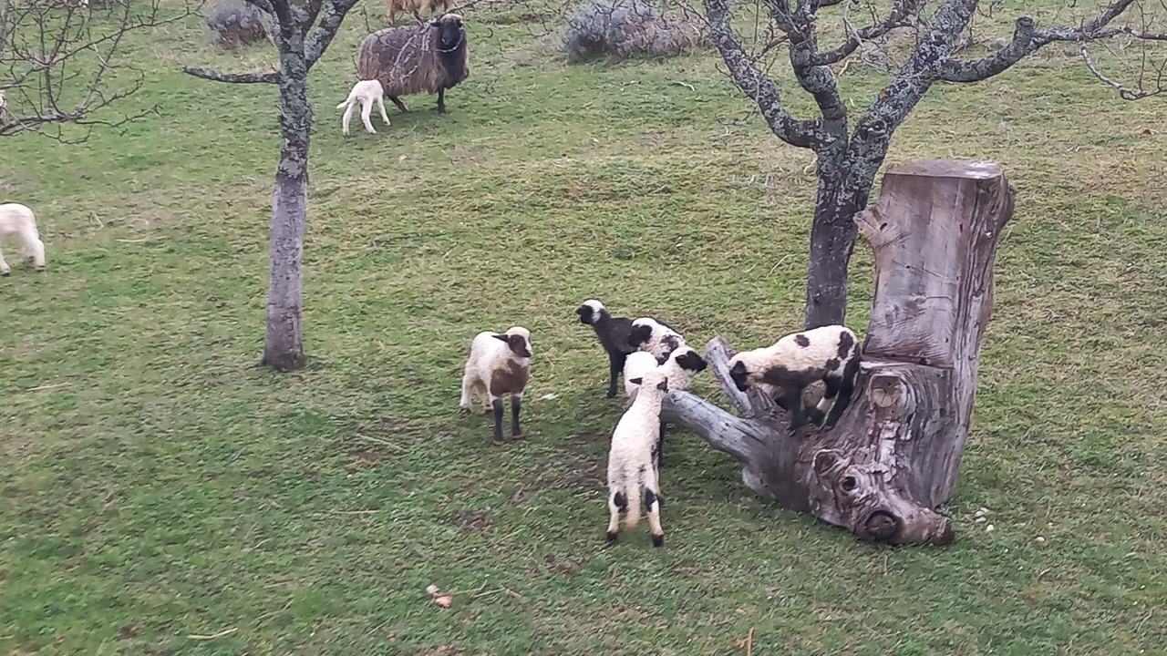 Photo of Others in Rakovica