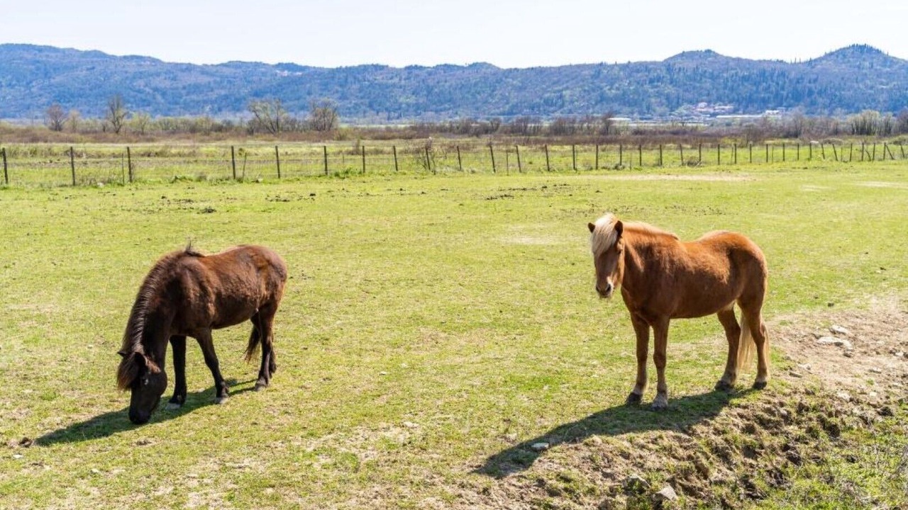 Photo of Others in Konavle