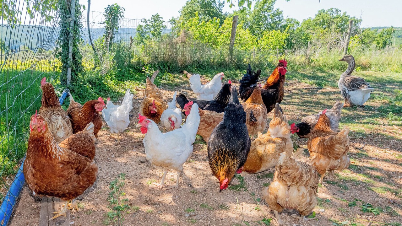 Photo of Others in Zminj